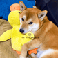 🔥LETZTER TAG-50% RABATT🐶 Quack-Quack Duck Hundespielzeug