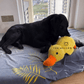 🔥LETZTER TAG-50% RABATT🐶 Quack-Quack Duck Hundespielzeug